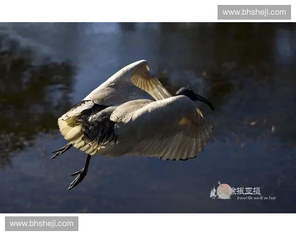 慢动作回放揭示细节之美探索瞬间未被察觉的精彩瞬间